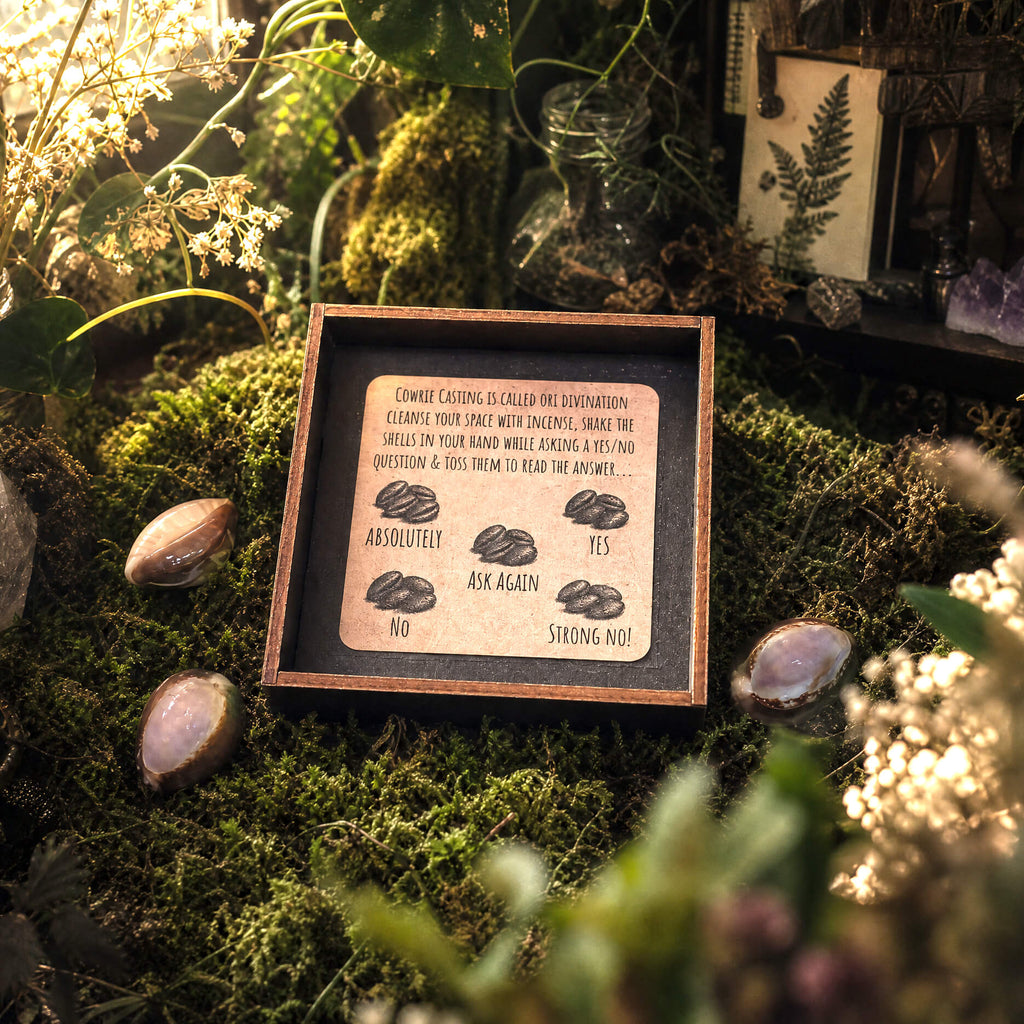 Cowrie Divination Set